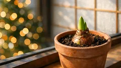 アマリリスをクリスマスに咲かせる植え付け時期と逆算スケジュール
